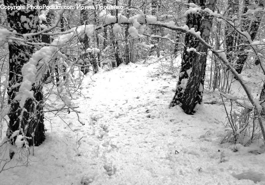 Ice, Outdoors, Snow, Birch, Tree, Wood, Forest