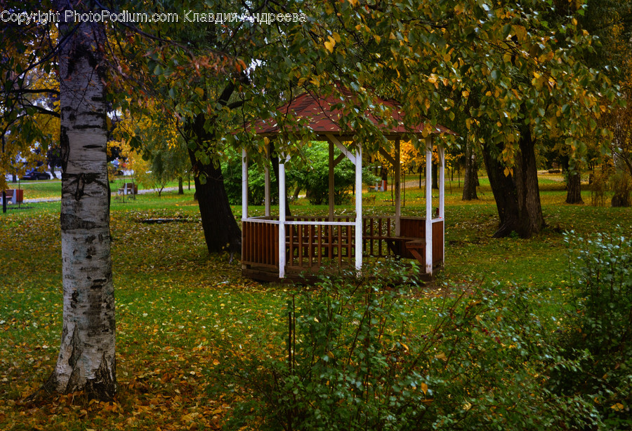 Birch, Flora, Plant, Tree, Outdoors