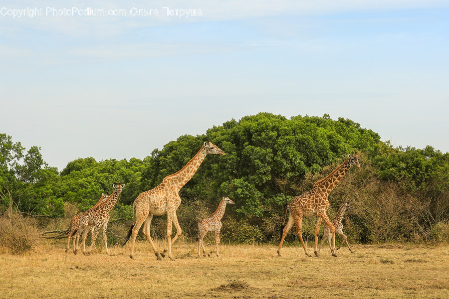 Animal, Giraffe, Mammal, Wildlife, Flora