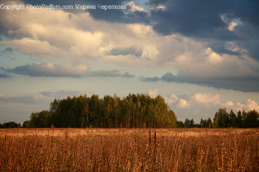 Flora, Food, Grain, Plant, Produce