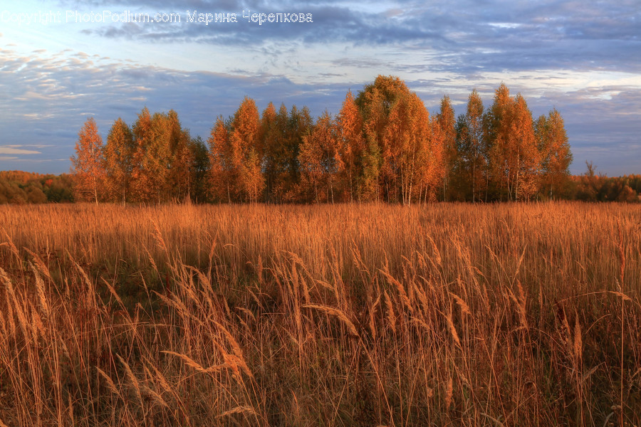 Flora, Grass, Plant, Food, Grain