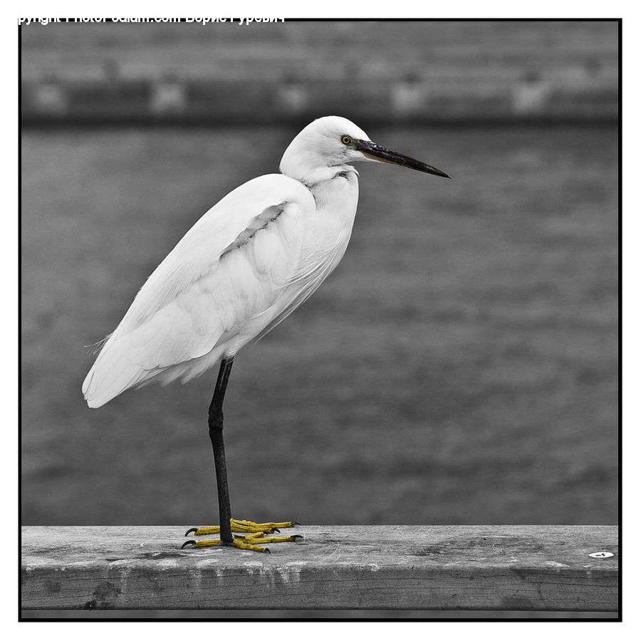 Ardeidae, Bird, Stork, Crane Bird, Egret, Waterfowl, Beak