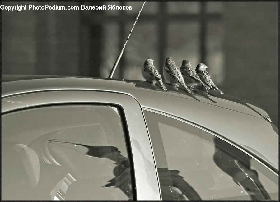 Bird, Finch, Sparrow, Swallow, Automobile, Car, Vehicle
