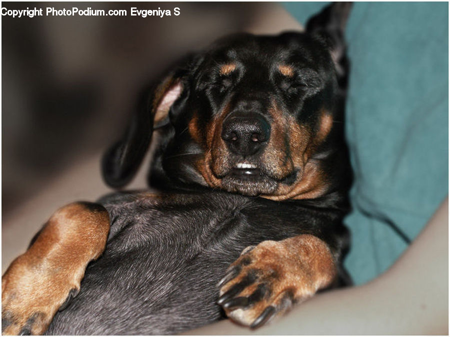 Animal, Canine, Dog, Mammal, Pet, Puppy, Beagle