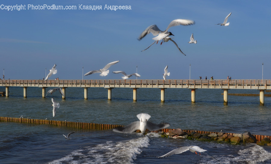 Animal, Bird, Seagull, Ardeidae, Crane Bird