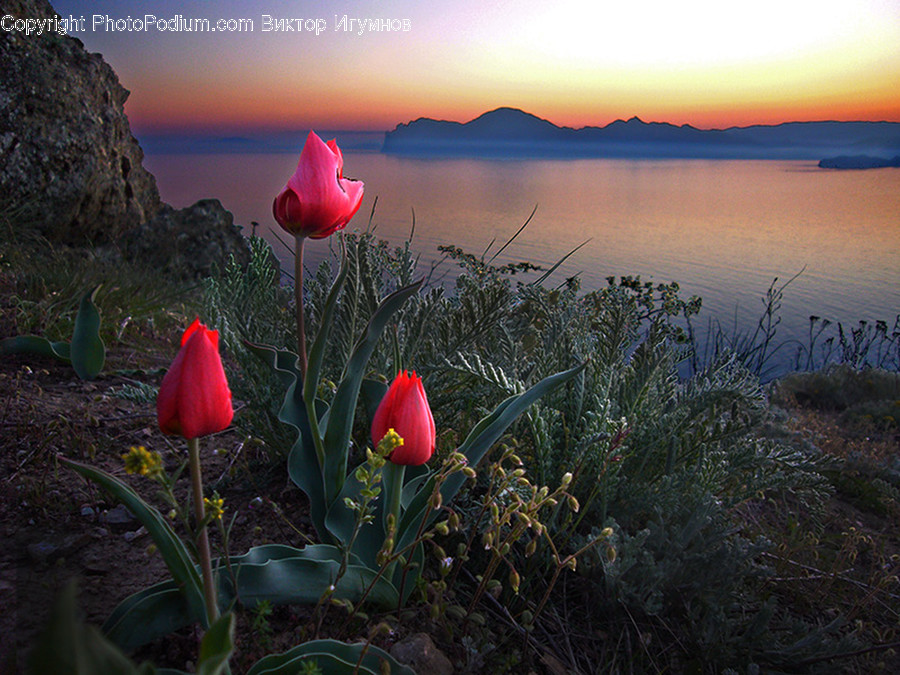 Blossom, Flora, Flower, Plant, Tulip