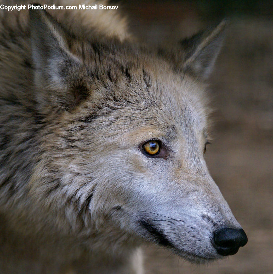 Animal, Canine, Coyote, Grey Fox, Mammal, Red Wolf, Wolf