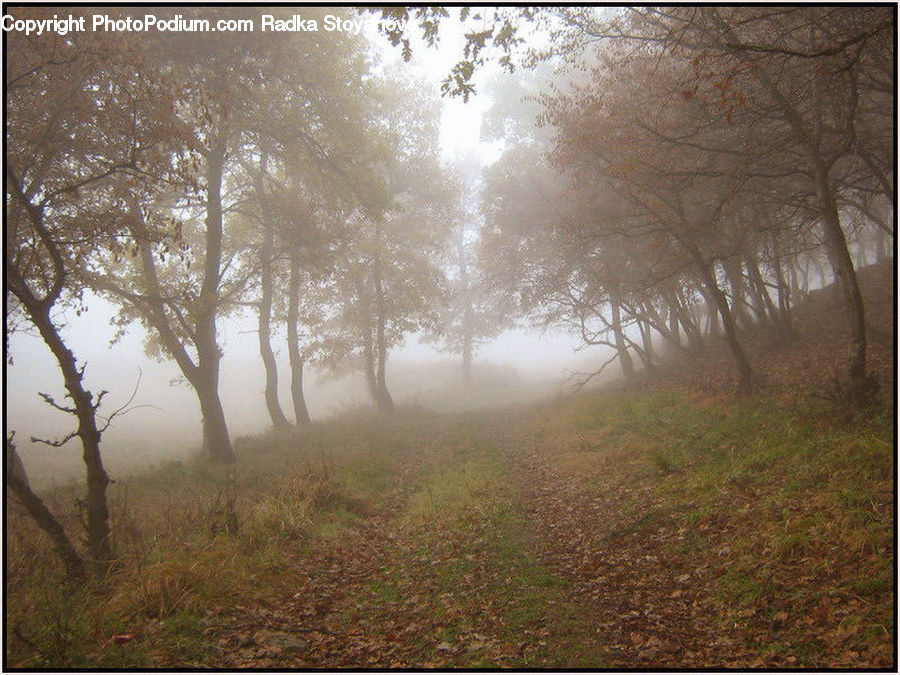 Fog, Mist, Outdoors, Forest, Vegetation