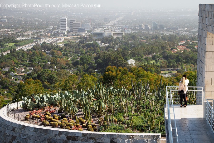 Cactus, Flora, Plant, Aerial View, Landscape