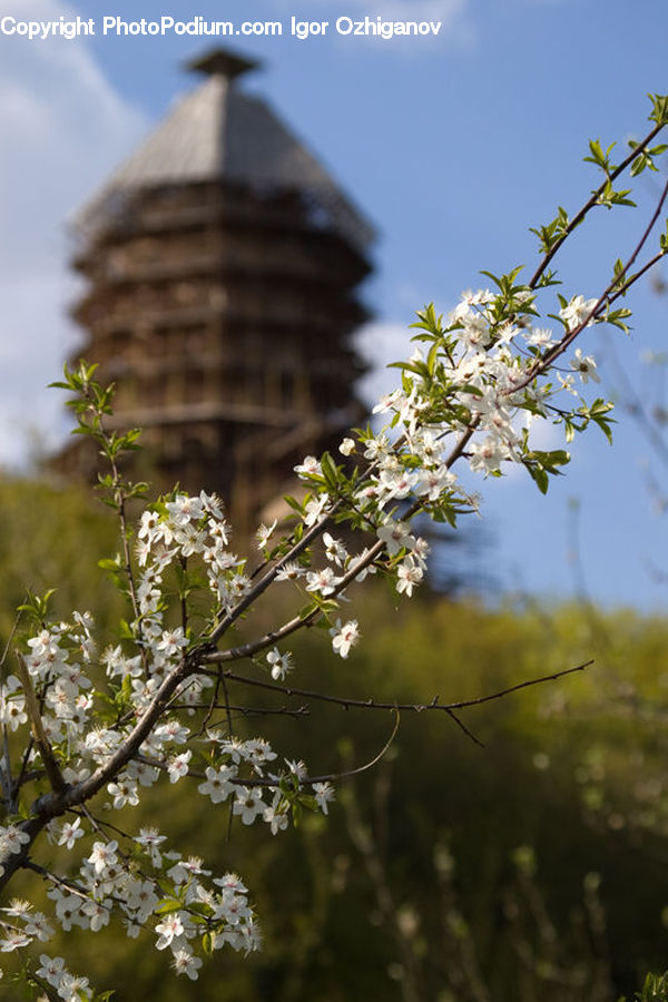 Blossom, Flora, Flower, Plant, Cherry Blossom, Architecture, Bell Tower