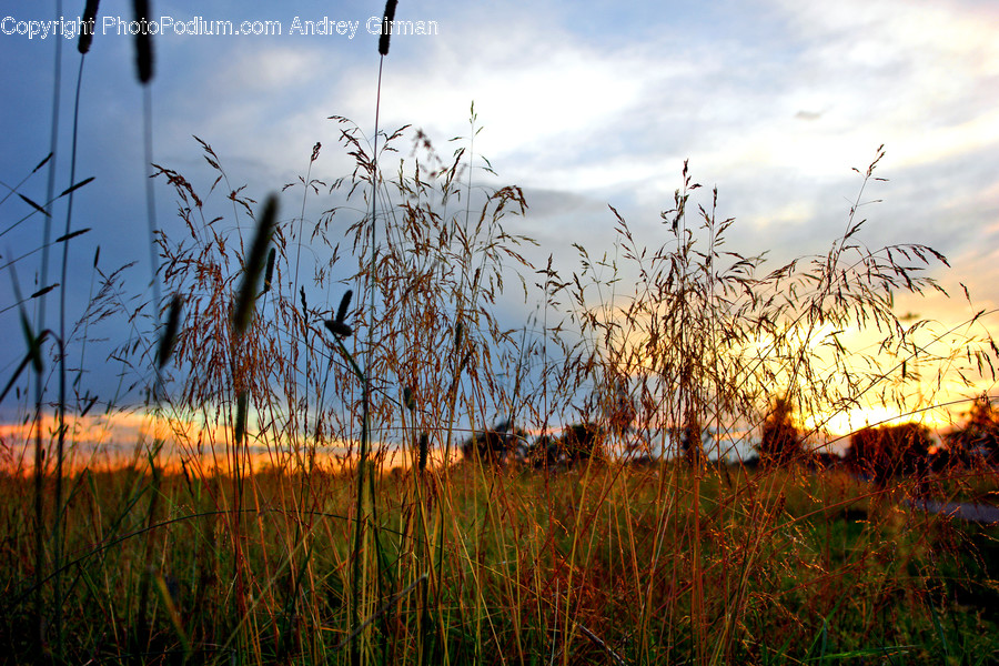 Flora, Grass, Plant, Field, Grassland