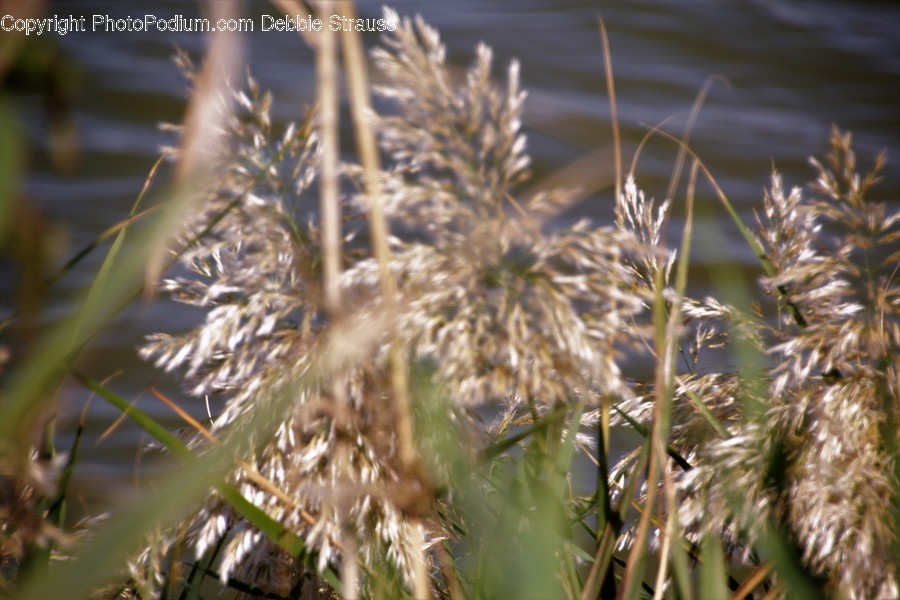 Flora, Grass, Plant, Food, Grain