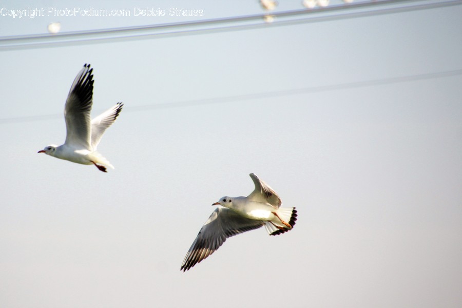 Animal, Bird, Seagull, Dove, Pigeon