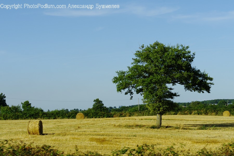 Field, Grassland, Outdoors, Nature, Savanna
