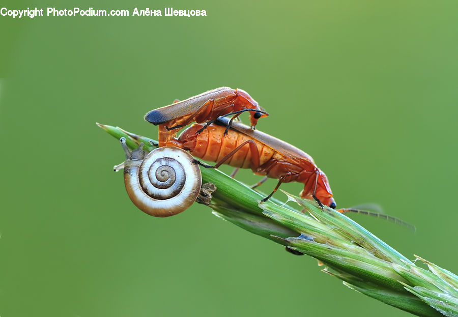 Bee Eater, Bird, Insect, Invertebrate, Cockroach, Anisoptera, Dragonfly