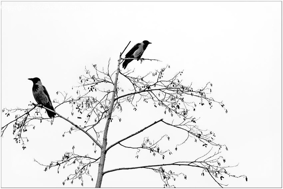 Animal, Bird, Magpie, Crow, Silhouette