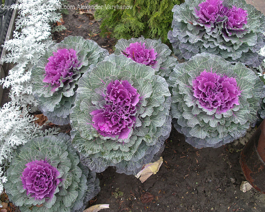 Cabbage, Flora, Food, Kale, Plant