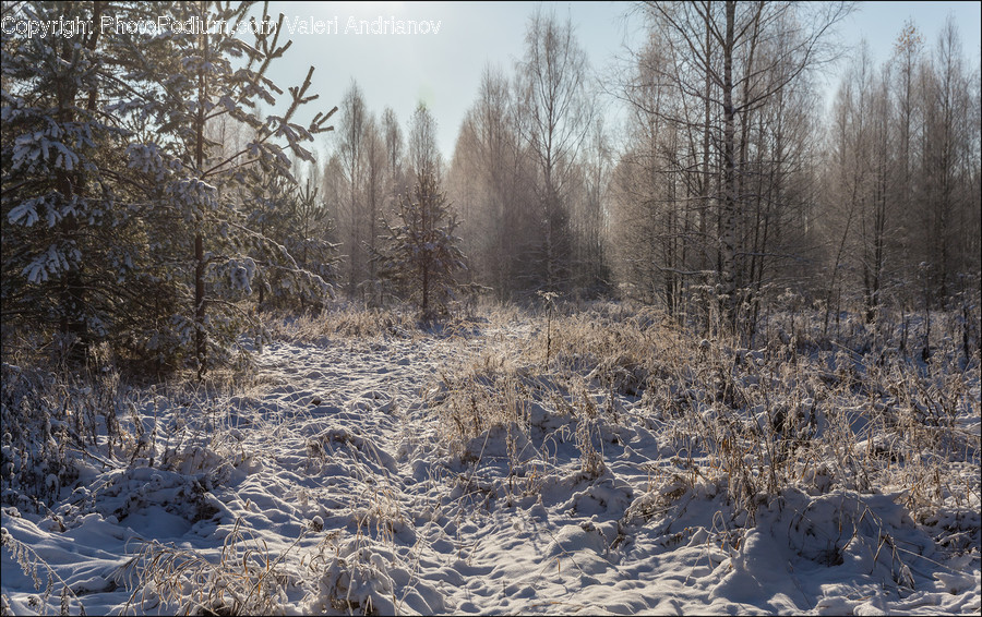 Frost, Ice, Outdoors, Snow, Conifer