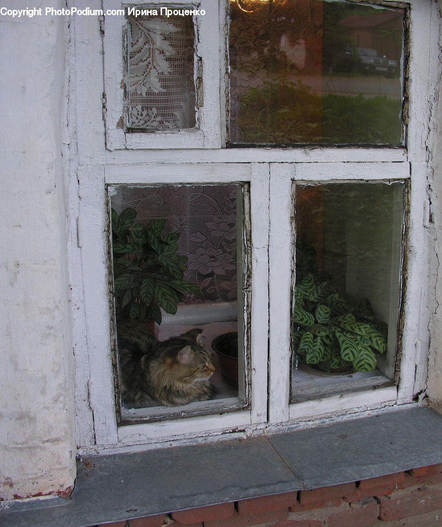 Window, Brick, Ivy, Plant, Vine, Animal, Cat