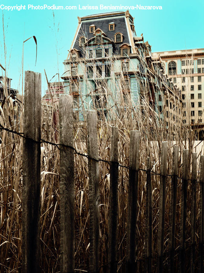 Grass, Plant, Reed, Architecture, Column, Parthenon, Temple