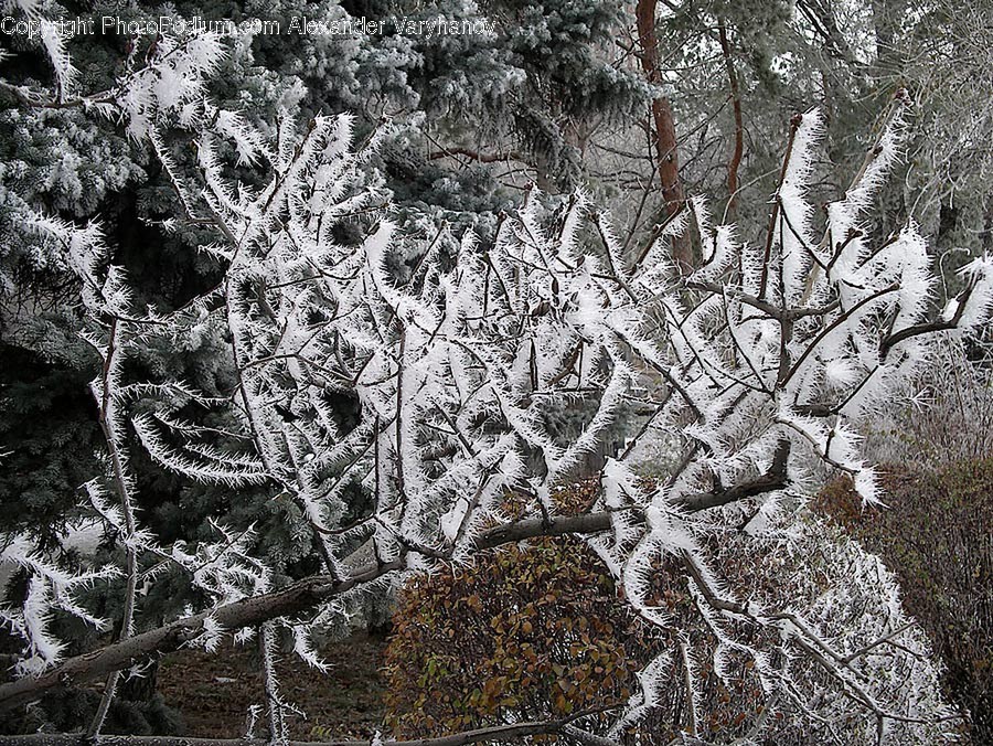 Frost, Ice, Outdoors, Snow, Conifer