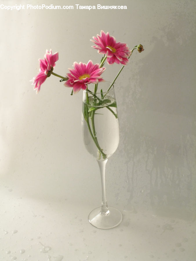 Jar, Porcelain, Vase, Glass, Goblet, Cosmos, Flower Arrangement