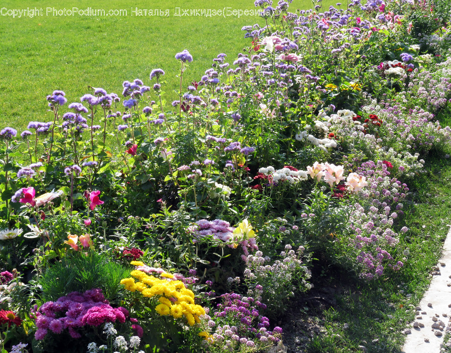 Garden, Outdoors, Flora, Plant, Blossom