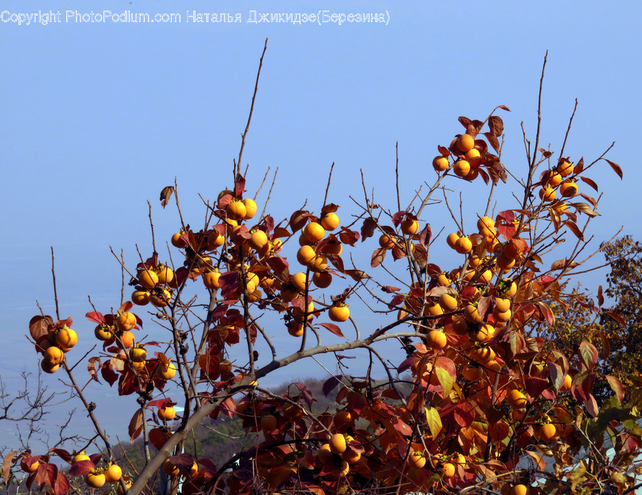 Flora, Food, Fruit, Persimmon, Plant