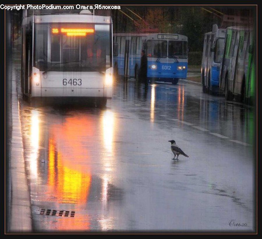 Bus, Vehicle, Transportation, Cable Car, Streetcar, Trolley, Water