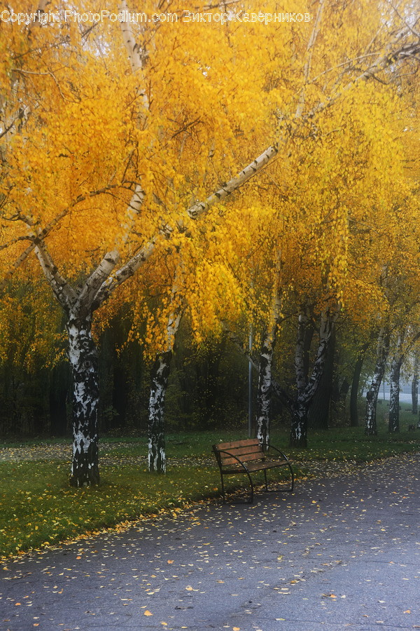 Birch, Flora, Plant, Tree, Bench