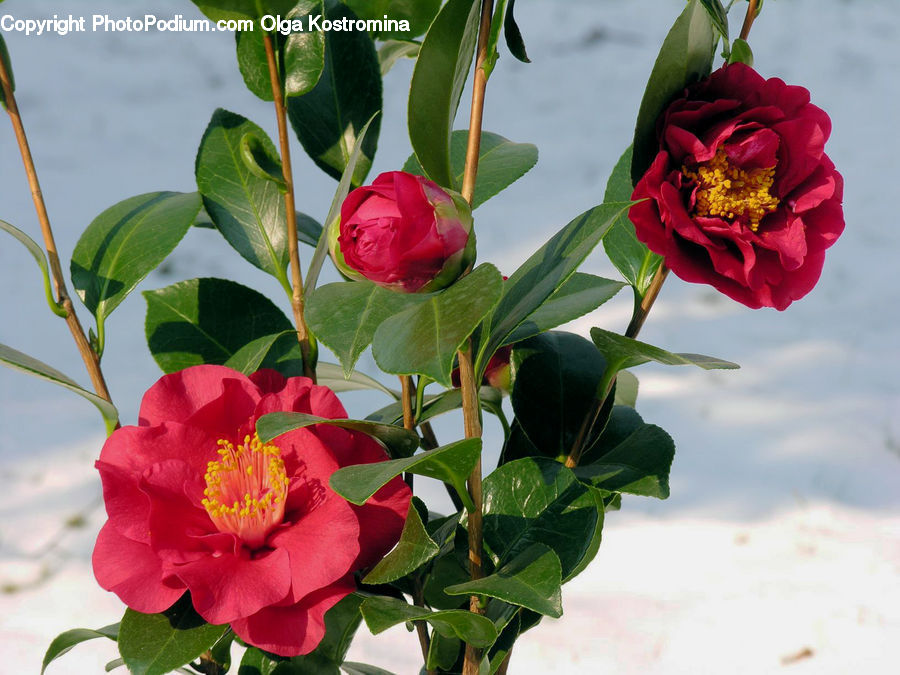 Blossom, Flora, Flower, Plant, Flower Arrangement, Flower Bouquet, Acanthaceae