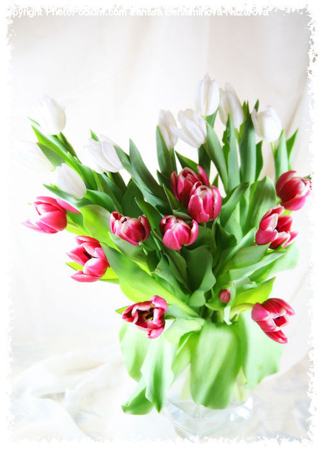 Floral Design, Flower, Flower Arrangement, Flower Bouquet, Ikebana, Blossom, Carnation