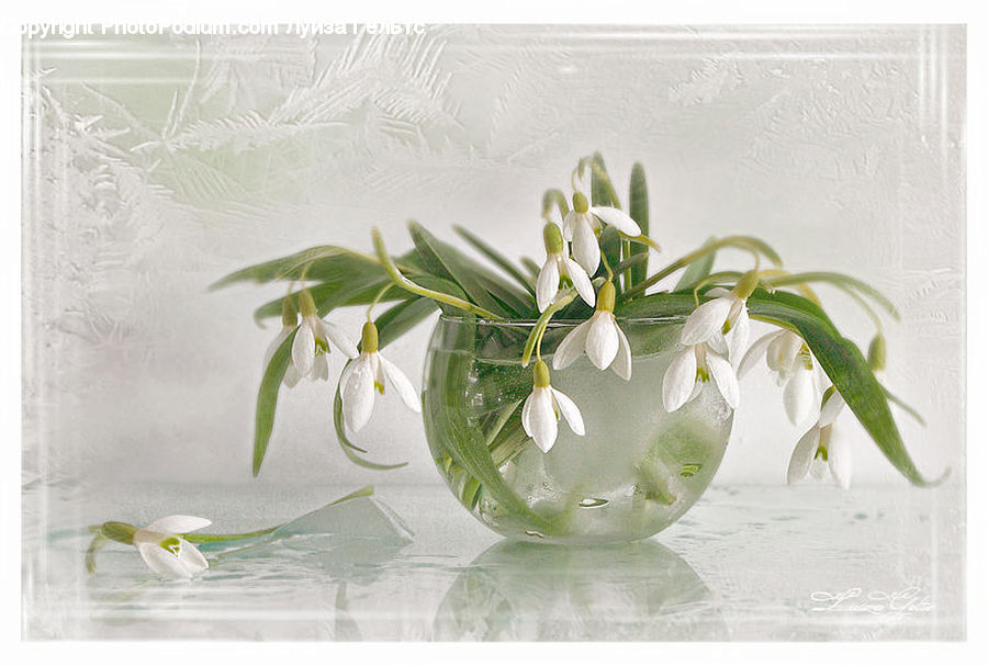 Plant, Blossom, Flora, Flower, Flower Arrangement, Ikebana, Potted Plant