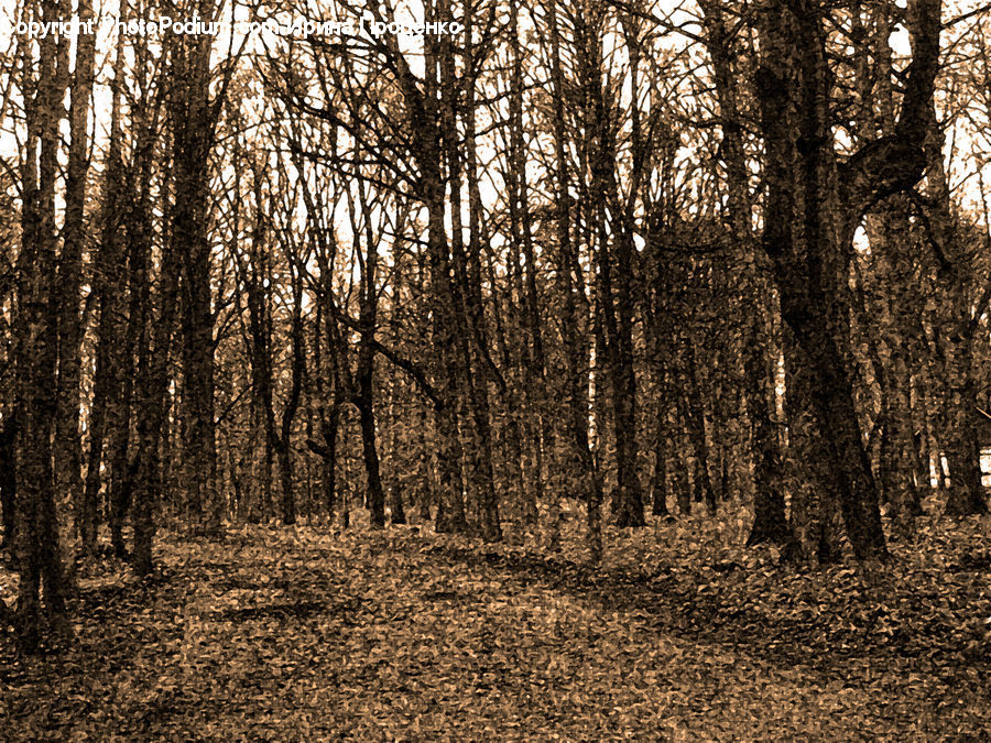 Forest, Grove, Land, Vegetation, Birch, Tree, Wood