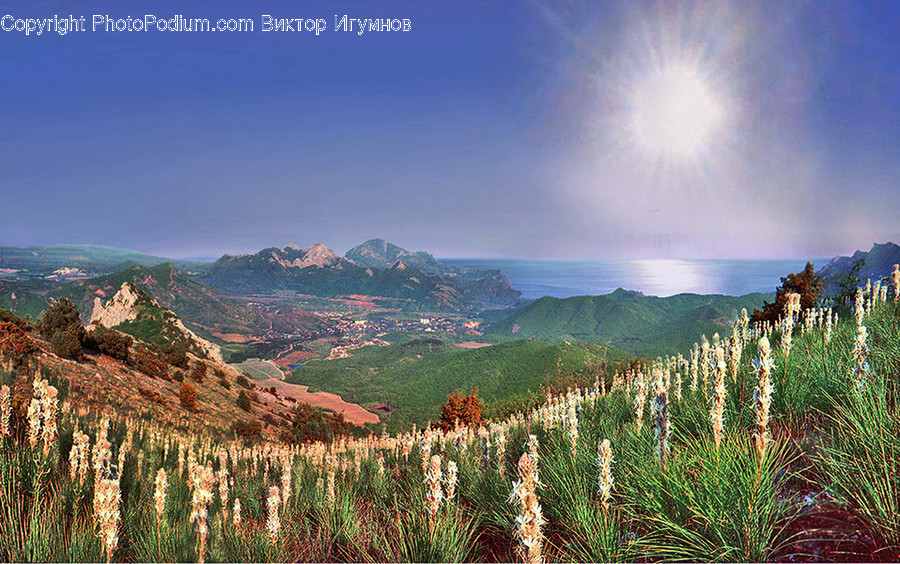 Flora, Grass, Plant, Aloe, Conifer