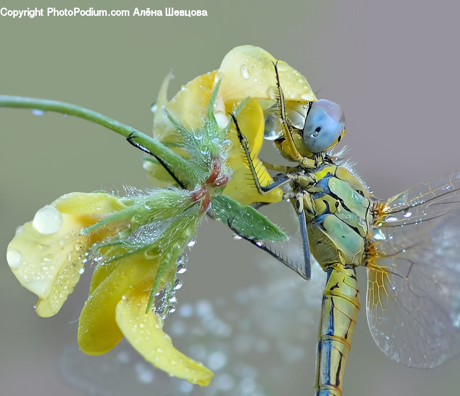 Anisoptera, Dragonfly, Insect, Invertebrate, Armor, Beverage, Drink
