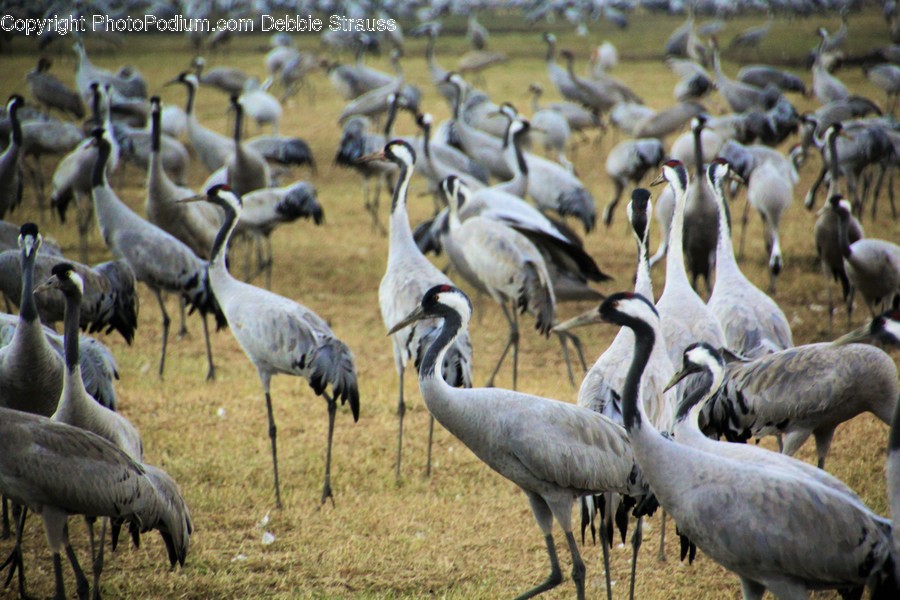 Animal, Ardeidae, Bird, Crane Bird, Heron