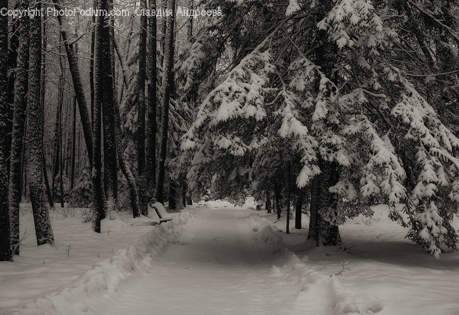 Outdoors, Snow, Flora, Forest, Land