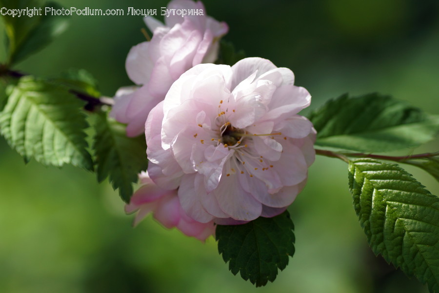 Blossom, Flora, Flower, Plant, Fern