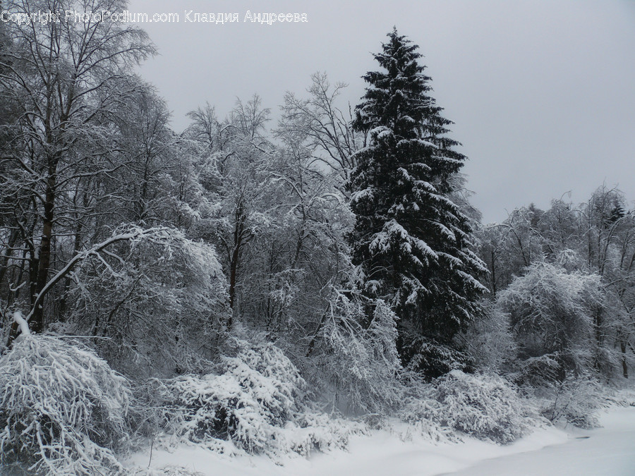 Abies, Conifer, Fir, Flora, Plant