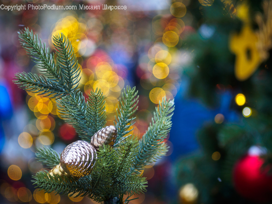 Conifer, Flora, Plant, Tree, Spruce