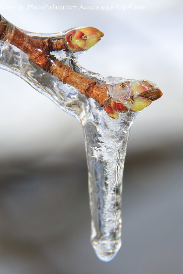 Ice, Icicle, Outdoors, Snow, Winter