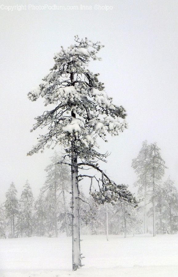 Outdoors, Snow, Flora, Plant, Tree