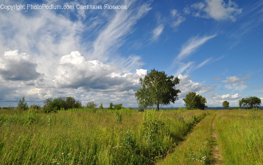 Field, Grassland, Outdoors, Cloud, Cumulus