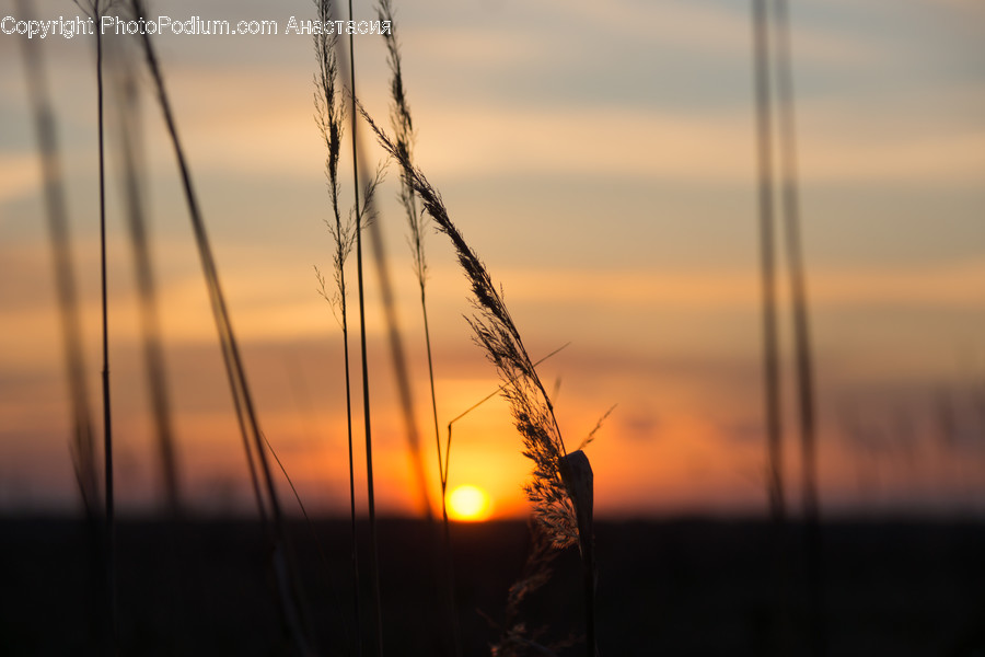 Flora, Grass, Plant, Dawn, Dusk