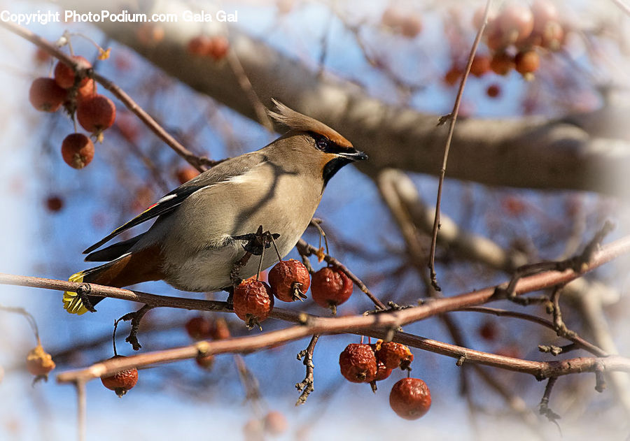 Bird, Blue Jay, Bluebird, Jay, Beak, Sparrow, Bee Eater