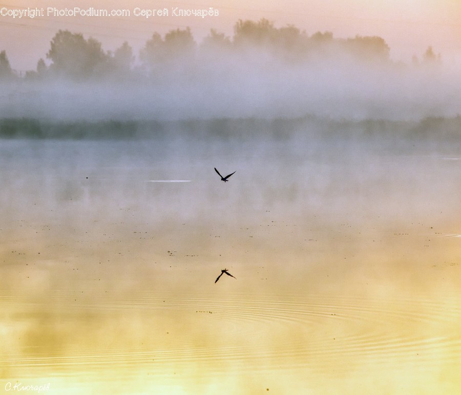 Animal, Ardeidae, Bird, Crane Bird, Heron