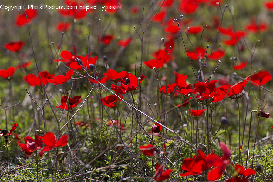 Blossom, Flora, Flower, Plant, Poppy