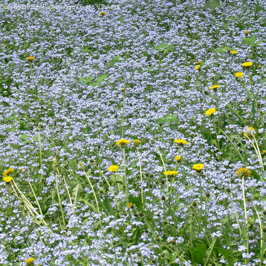 Flora, Plant, Blossom, Daisies, Daisy