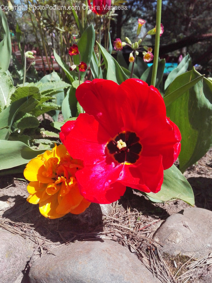 Blossom, Flora, Flower, Gladiolus, Plant